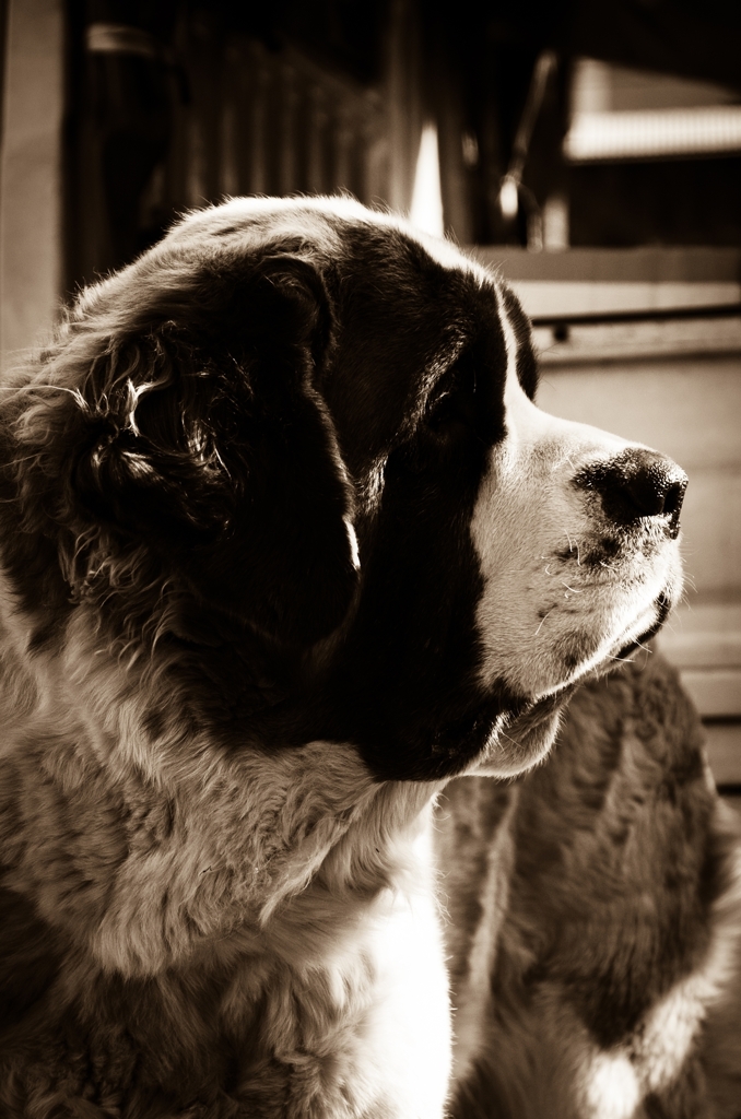 Pathos of the Saint Bernard