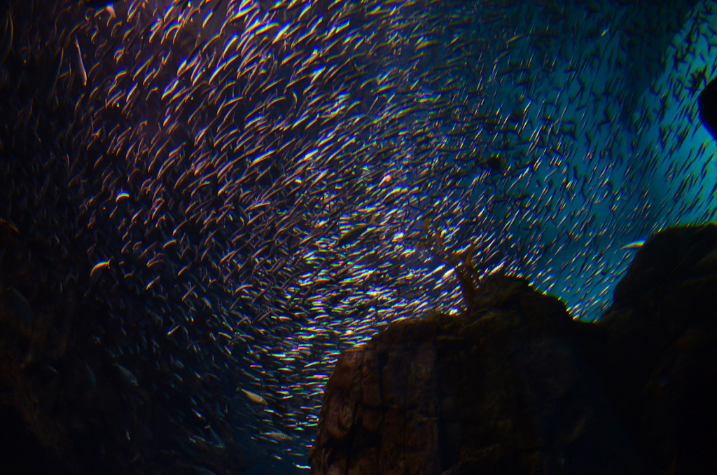 海の星空I