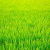 潤沢の夏