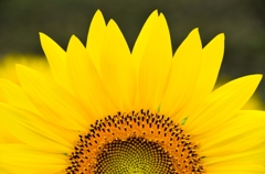 SUN flower