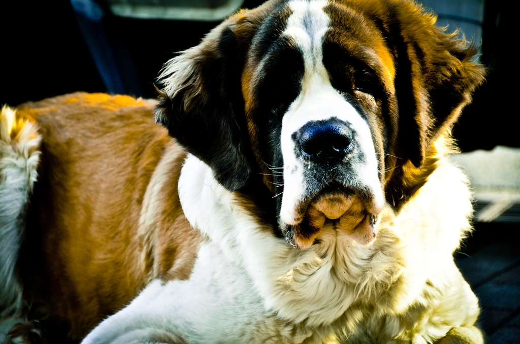 Dignity of the Saint Bernard