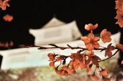 城影桜