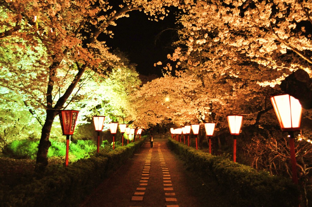 夜桜小道。
