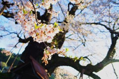儚し。