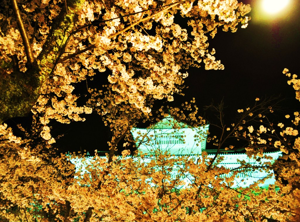 城下桜。