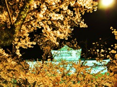 城下桜。