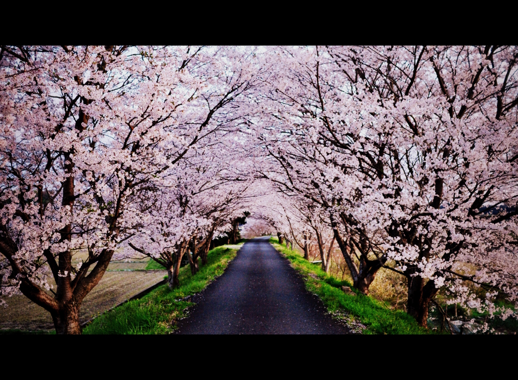 桜アーチ。