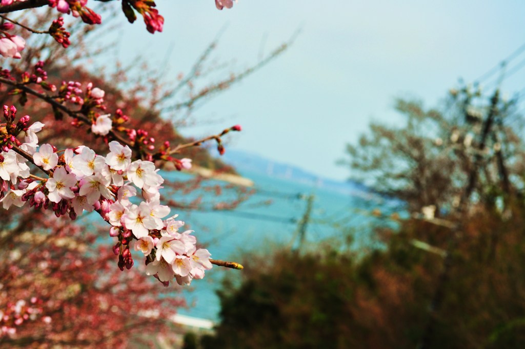 見下ろし桜。
