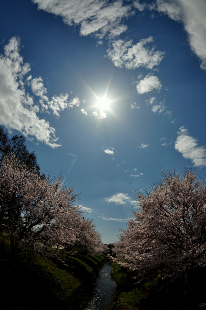 空、桜、太陽。