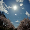 空、桜、太陽。