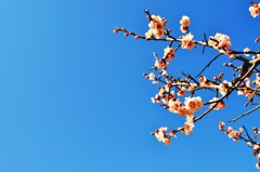 晴桜