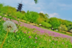 吉備路の花々。