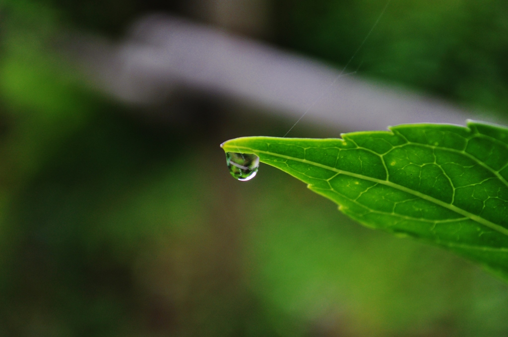 梅雨の露。