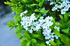 名もなき花。