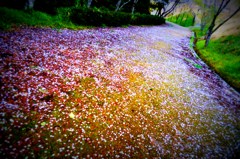 桜道。