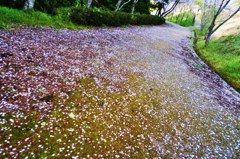 桜道。