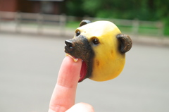 野生 の クマが あらわれた ！