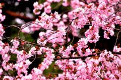 妖艶桜