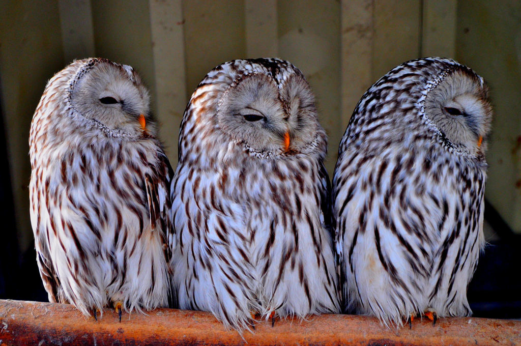 フクロウフクロウフクロウ。