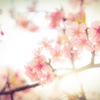 桜と陽
