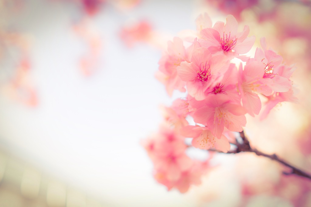 桜と木漏れ日