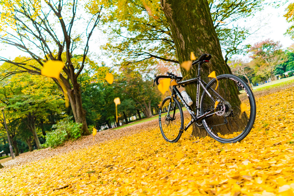 銀杏並木と自転車
