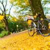銀杏並木と自転車