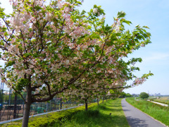河川敷