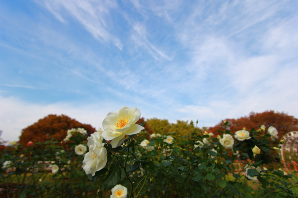 空と花