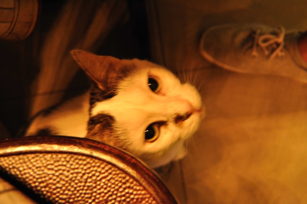 ねこ