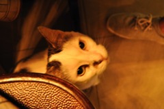 ねこ