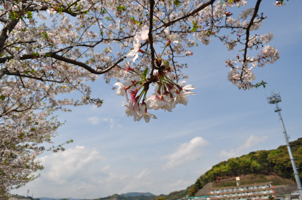 Sakura