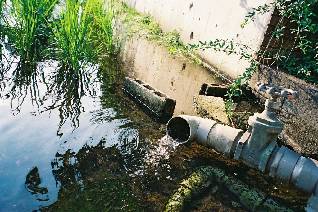 たんぼの水。