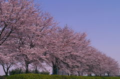 中村川　堤