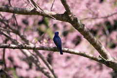 春谷寺 オオルリ