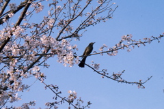団地内　桜