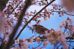 遊歩道公園　桜