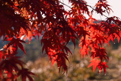 紅葉