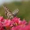 ヒラリヒラリと舞い遊ぶように