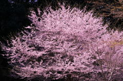 春谷寺 エドヒガン桜