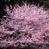春谷寺 エドヒガン桜