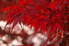 紅葉