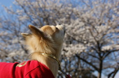 さくら
