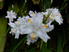 RIMG0095