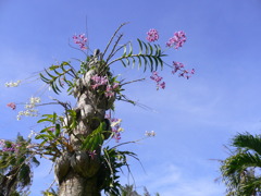 P1010117