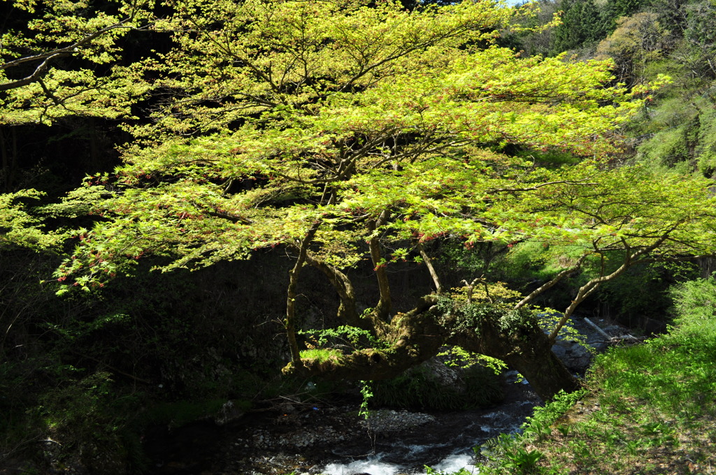 川辺の楓_0458