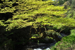 川辺の楓_0458