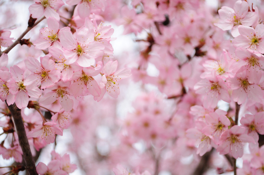 赤城山の千本桜_1353
