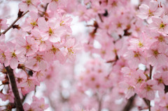 赤城山の千本桜_1353