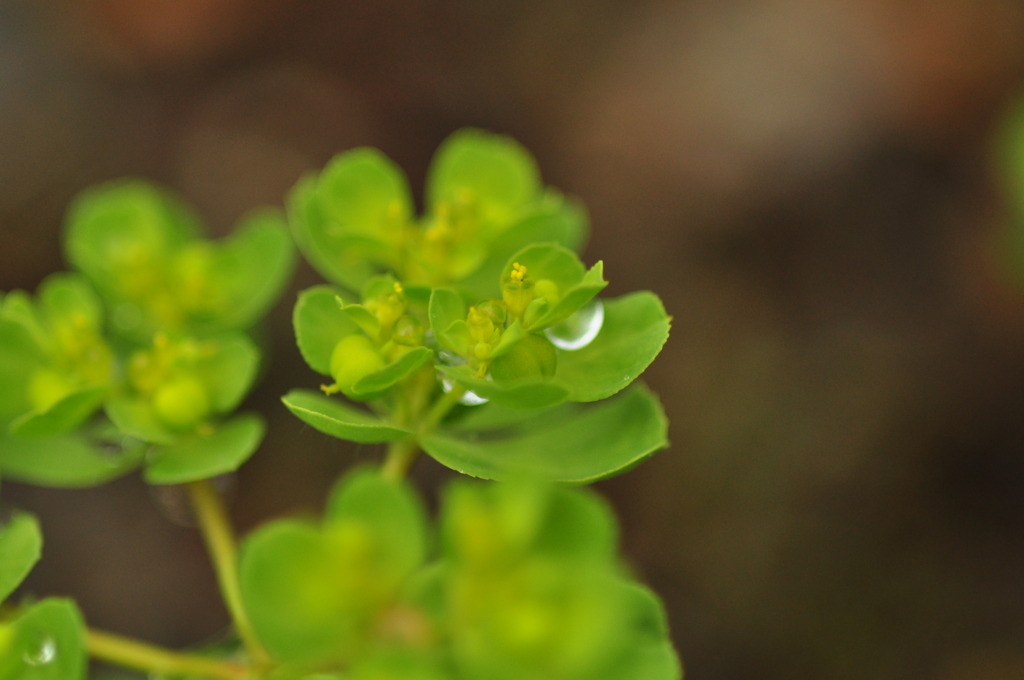 雨露に咲く花